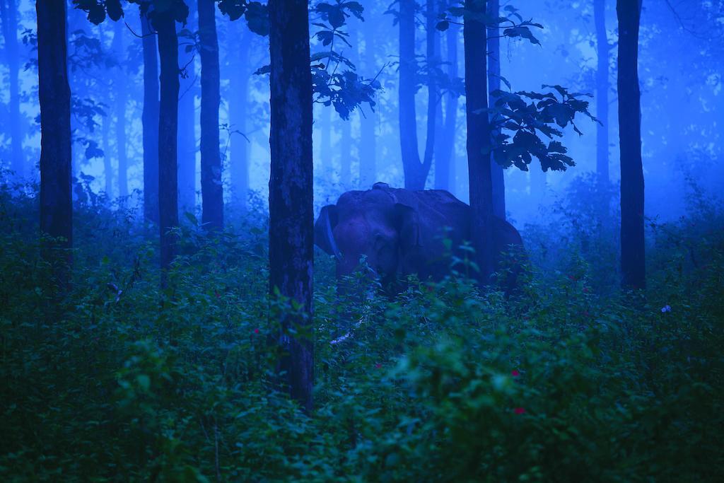 The Woods Resorts Wayanad Sultan Bathery Esterno foto